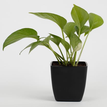 Green Money Plant In Imported Plastic Pot