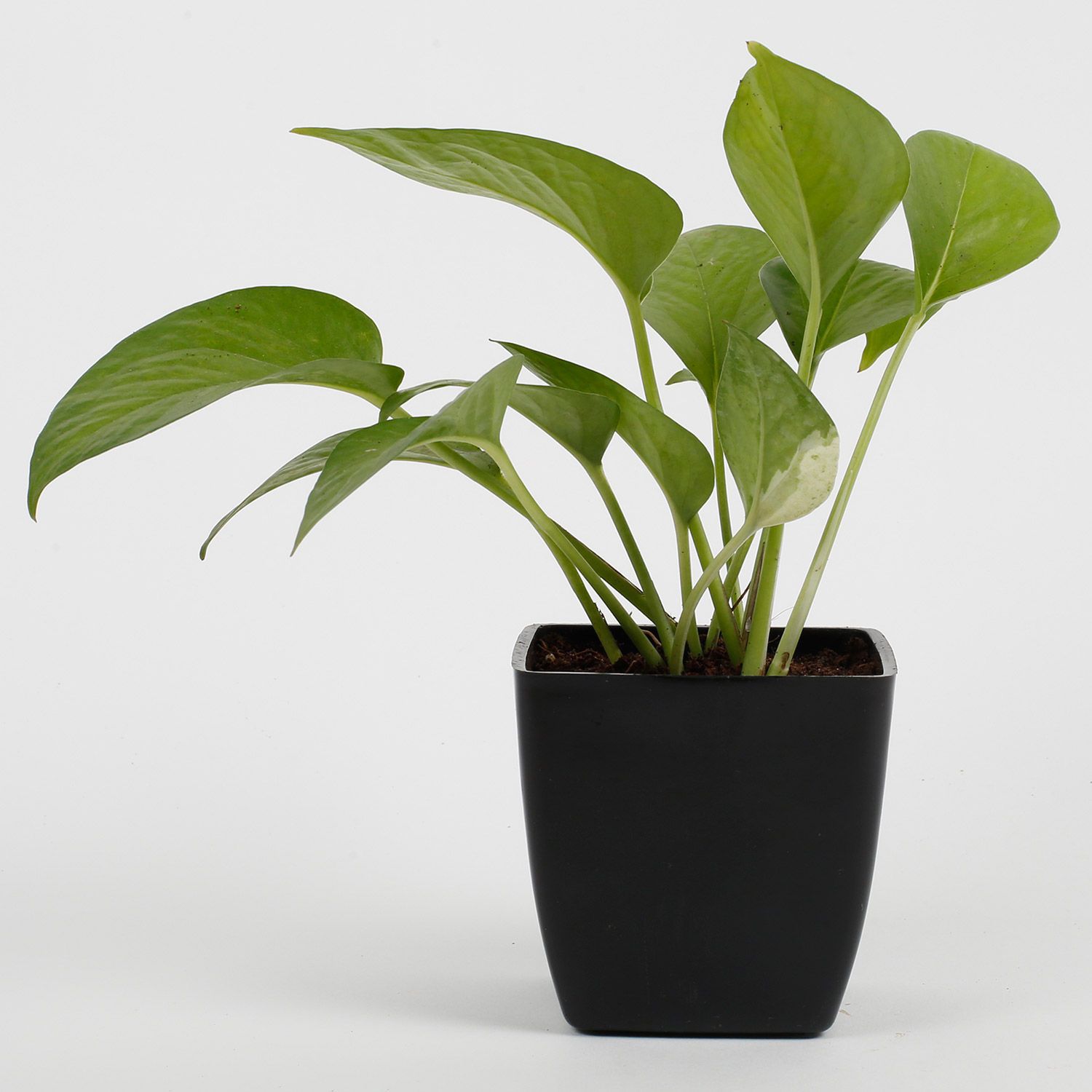Green Money Plant In Imported Plastic Pot