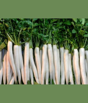 Radish White Long MULI Kitchen Garden Vegetable Seeds(50 Seeds) WITH USER MANUAL FOR HOME KITCHEN GARDEN USE