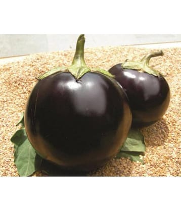 Brinjal Seeds, Brinjal Round Eggplant, Aubergine Seeds 100 Seeds Pack