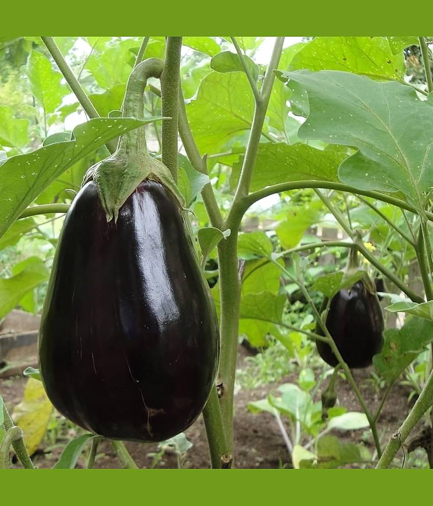 Jignisha Seeds Brinjal Vegetable ( 50 Seeds )