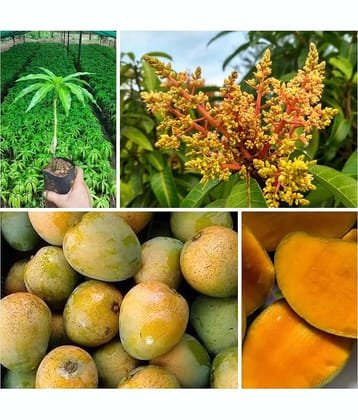 Cloud Farm Outdoor Mango Fruit Plant Pack of 1