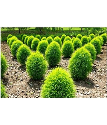 kochia plant seeds for home gardening 50 seeds