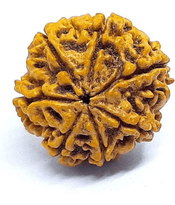 DvR ClicK - 7 Mukhi Rudraksha Bead ( Pack of 1 )