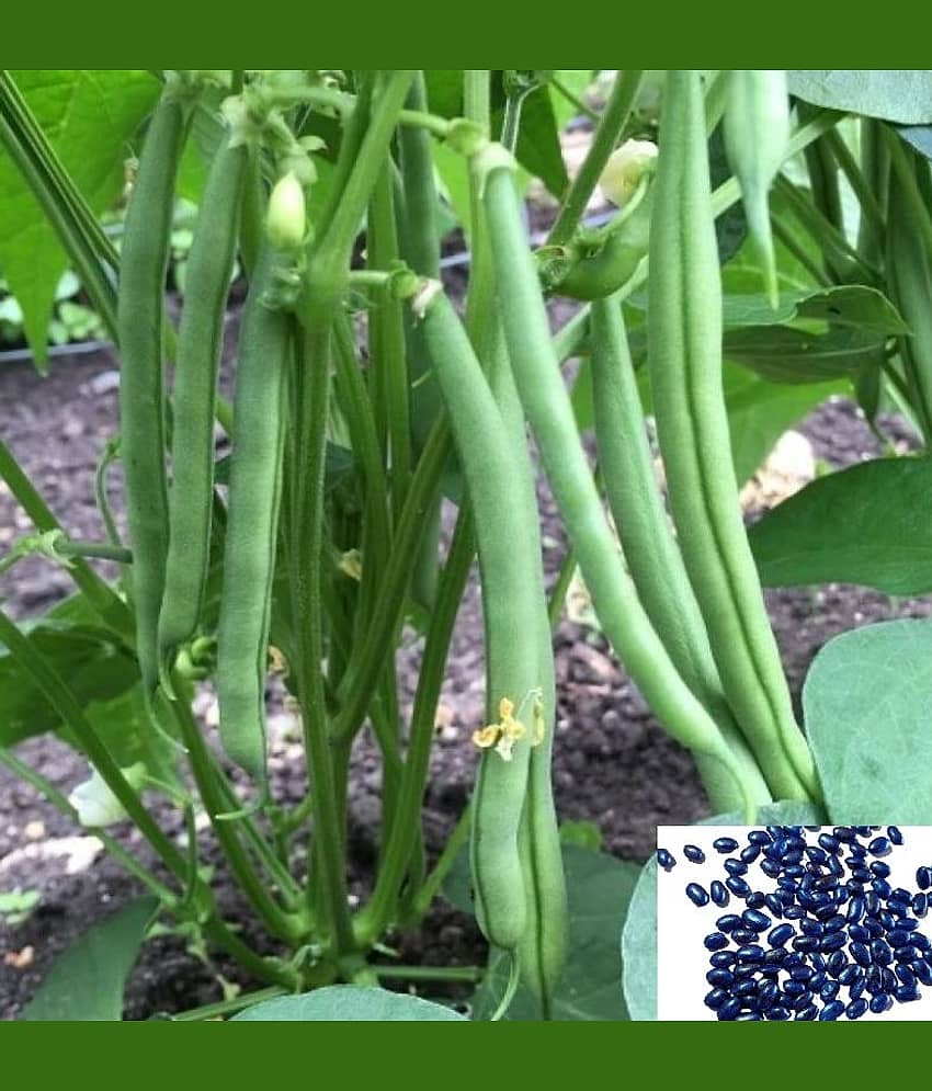 homeagro F1 HYBRID FRANCE BEANS VEGETABLE SEEDS (