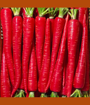 Jignisha Seeds Hybrid Carrot Vegetable ( 50 Seeds )
