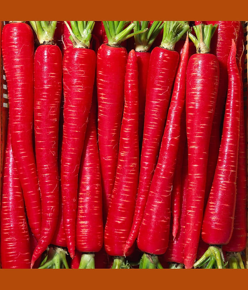 Jignisha Seeds Hybrid Carrot Vegetable ( 50 Seeds )