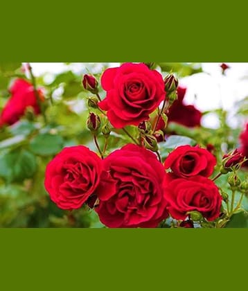 Azalea Gardens Exotic Black Rose 20 Seeds/Pack + Instruction Manual