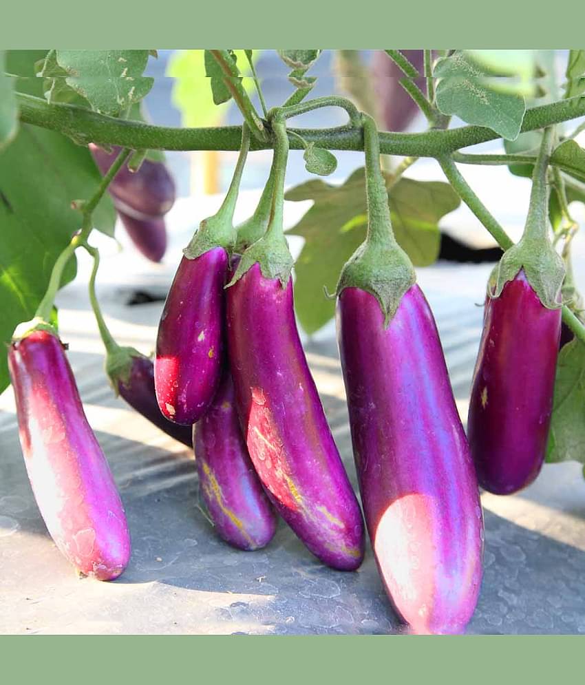 Jignisha Seeds Hybrid Brinjal Vegetable ( 50 Seeds )