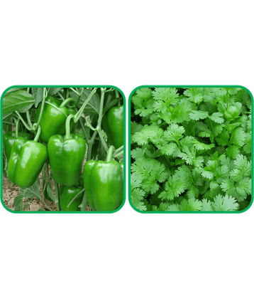 Aero Seeds Coriander (200 Seeds) And Capsicum ( 30 Seeds) Vegetable Seeds Pack