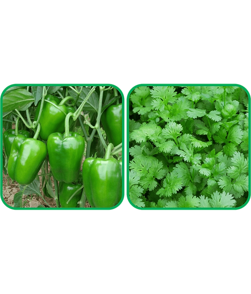 Aero Seeds Coriander (200 Seeds) And Capsicum ( 30 Seeds) Vegetable Seeds Pack