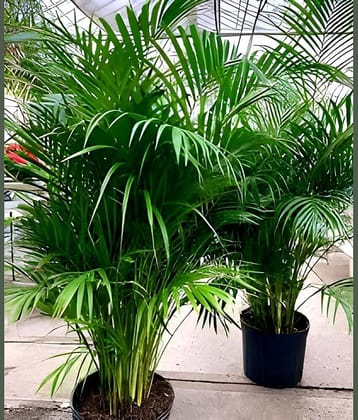 Cloud Farm Indoor Bamboo Plant ( Pack of 2 )