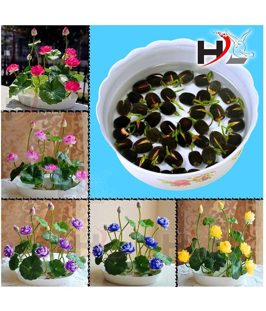 HL-Best Quality Lotus Flower Seeds Mix Colors Seeds / Kamal Gatta Seed - Kamal Gata Seed For Home Garden Free Supporting & Instruction Manual