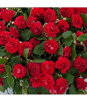 homeagro - Balsam Mixed Flower ( 20 Seeds )