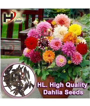 HL. Dahlia Hybrids Mixed Color - Dahlia Flower Seeds