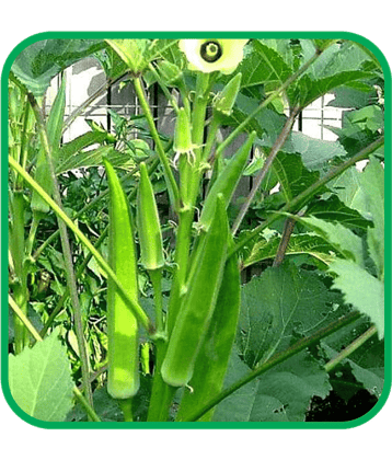 Aero Seeds Bhindi Vegetable ( 50 Seeds )