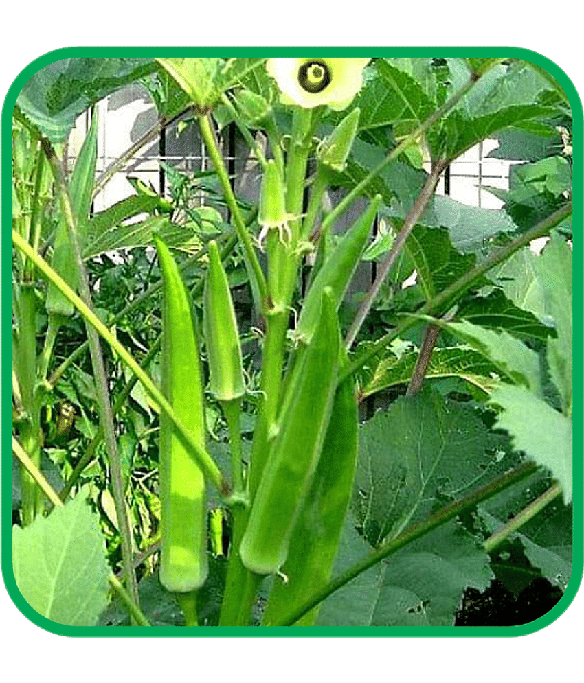 Aero Seeds Bhindi Vegetable ( 50 Seeds )