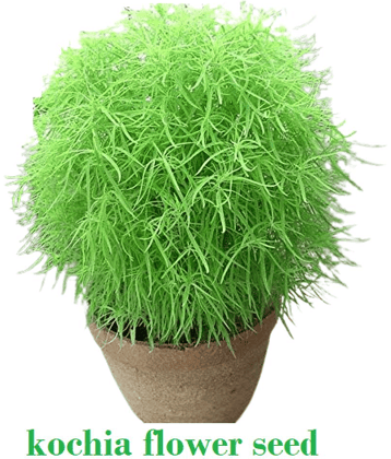 homeagro Kochia Bush Green Flower ( 20 - seed )Special for Home and Balcony Gardening