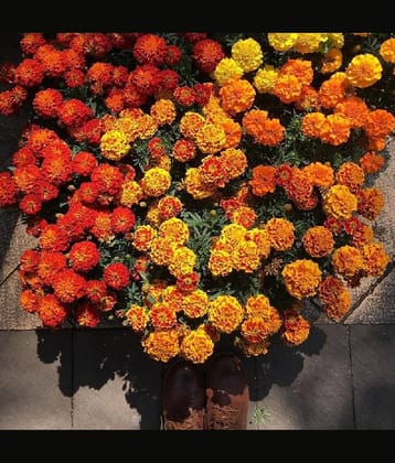 African Marigold French (Genda) Annual Flower Garden Seeds for Home Gardening (50 Seeds) | Organic and Natural All Season Flowering Seeds for Pots