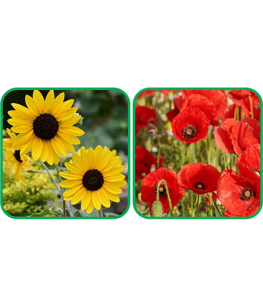 Aero Seeds Poppy Red (50 Seeds) And Sunflower Tall (50 Seeds) Flower Seeds Pack