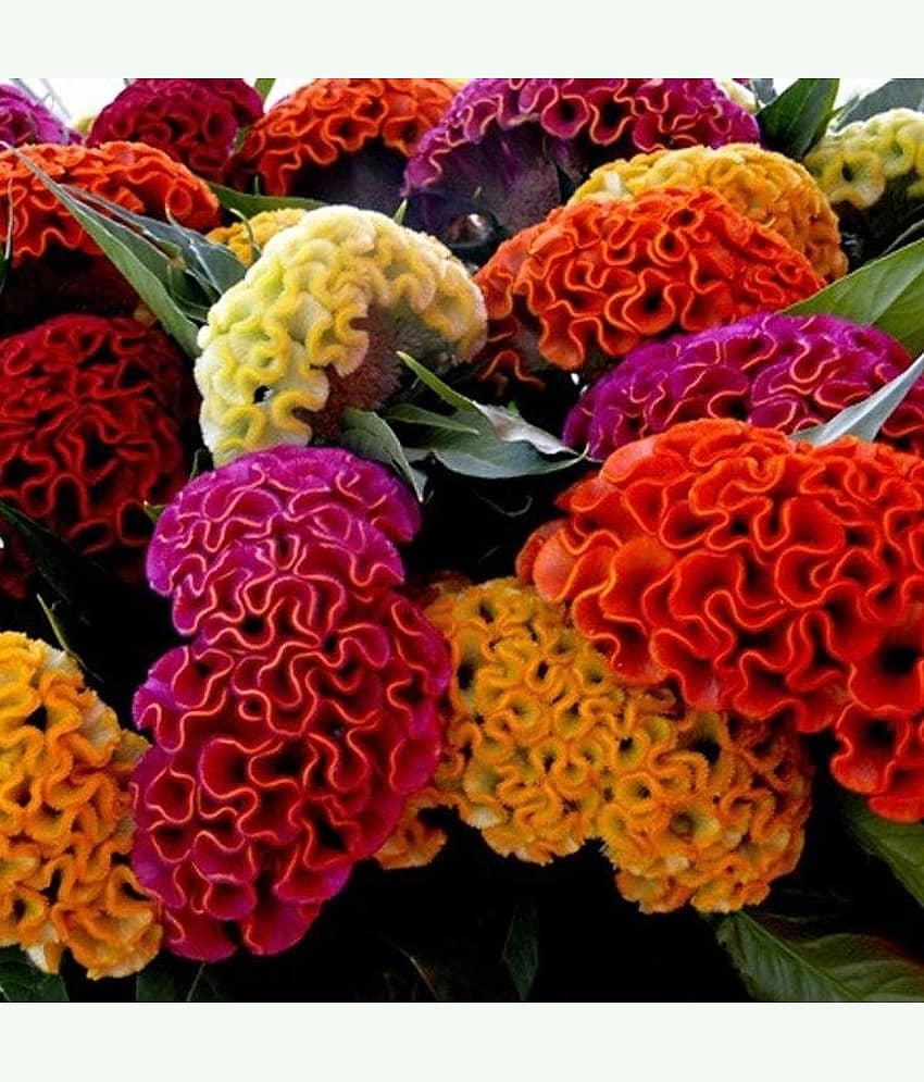 LiveNature Cockscomb Dwarf Mixed Flower Seeds | Summer Outdoor Flower Seeds | Best For Home Garden & Terrace – 50 Seeds