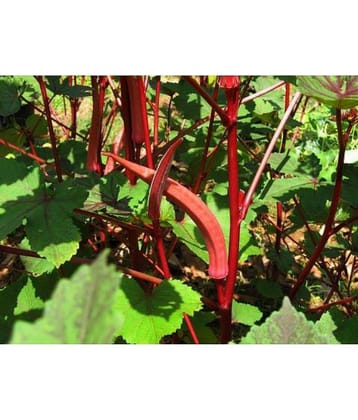 homeagro - Lady Finger Vegetable ( 50 Seeds )