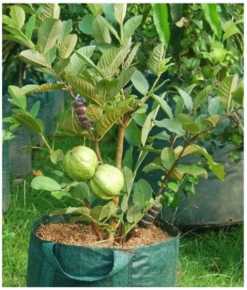 Giant Thailand Guava Fruit Seeds Pack of 100 seeds with (100gm cocopeat)