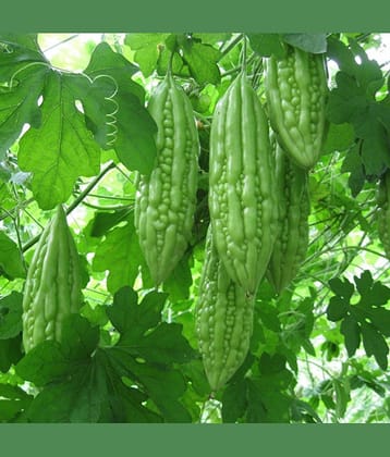 Karela Seeds Vegetable Seeds - Bitter Gourd Plant 15 Seeds Home Garden Pack