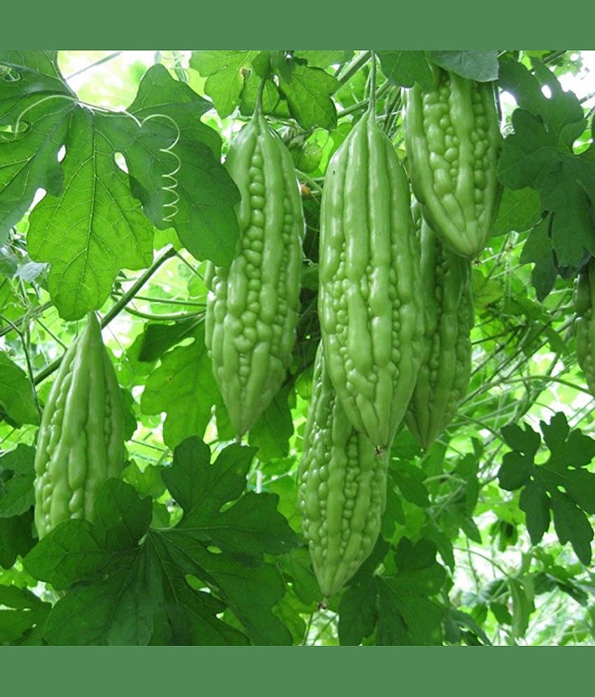 Karela Seeds Vegetable Seeds - Bitter Gourd Plant 15 Seeds Home Garden Pack