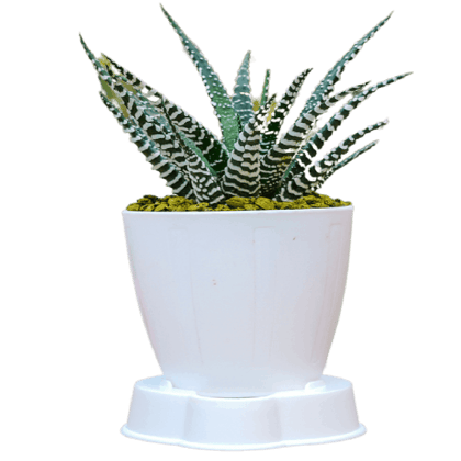 Birthright || Haworthia || Plant