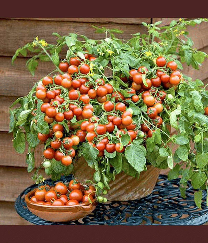 Vedhahi Cherry Tomato Vegetable ( 30 Seeds )