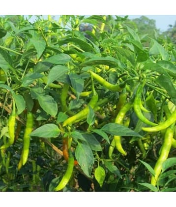 homeagro - Chilli Vegetable ( 50 Seeds )