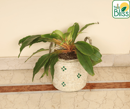 Trellis Bliss 7″ Sabai Grass Ornamental Plant Pot