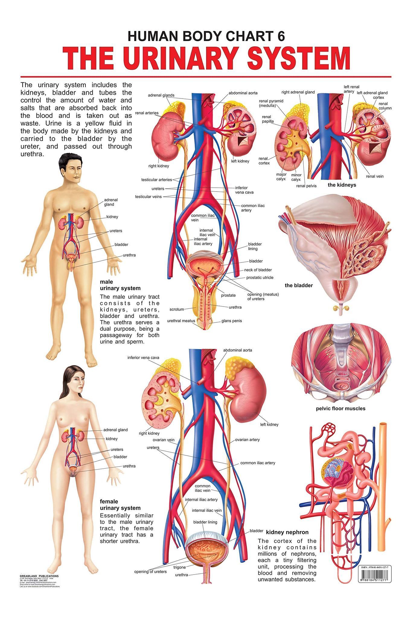 The Urinary System Wall Chart (Human Body Chart) - Both Side Hard Laminated (Size 48 x 73 cm) [Poster] Dreamland Publications