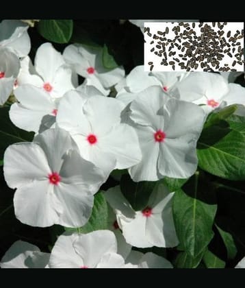 homeagro - Daisy Flower ( 50 Seeds )
