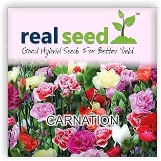 Real Seed Carnation Hybrid Imported Flower Seeds