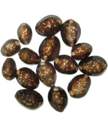 Vinarghya Pharmaceuticals Reddish Brown Kaudi / Lal Kawdi / Cowry Raw Herbs 11 No.S Pack of 1