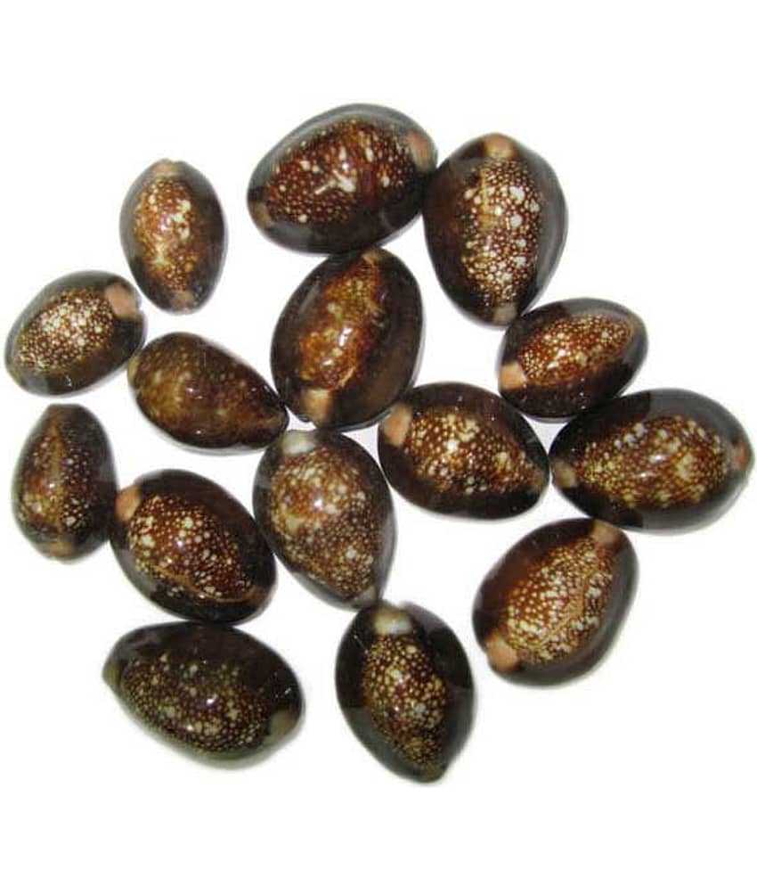 Vinarghya Pharmaceuticals Reddish Brown Kaudi / Lal Kawdi / Cowry Raw Herbs 11 No.S Pack of 1