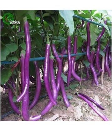 African Hybrid Brinjal Eggplant | Pack of 50 seeds 100 gm cocopeat
