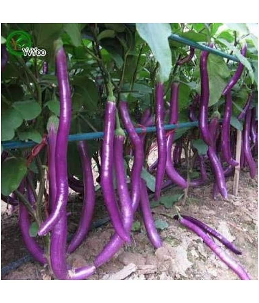 African Hybrid Brinjal Eggplant | Pack of 50 seeds 100 gm cocopeat