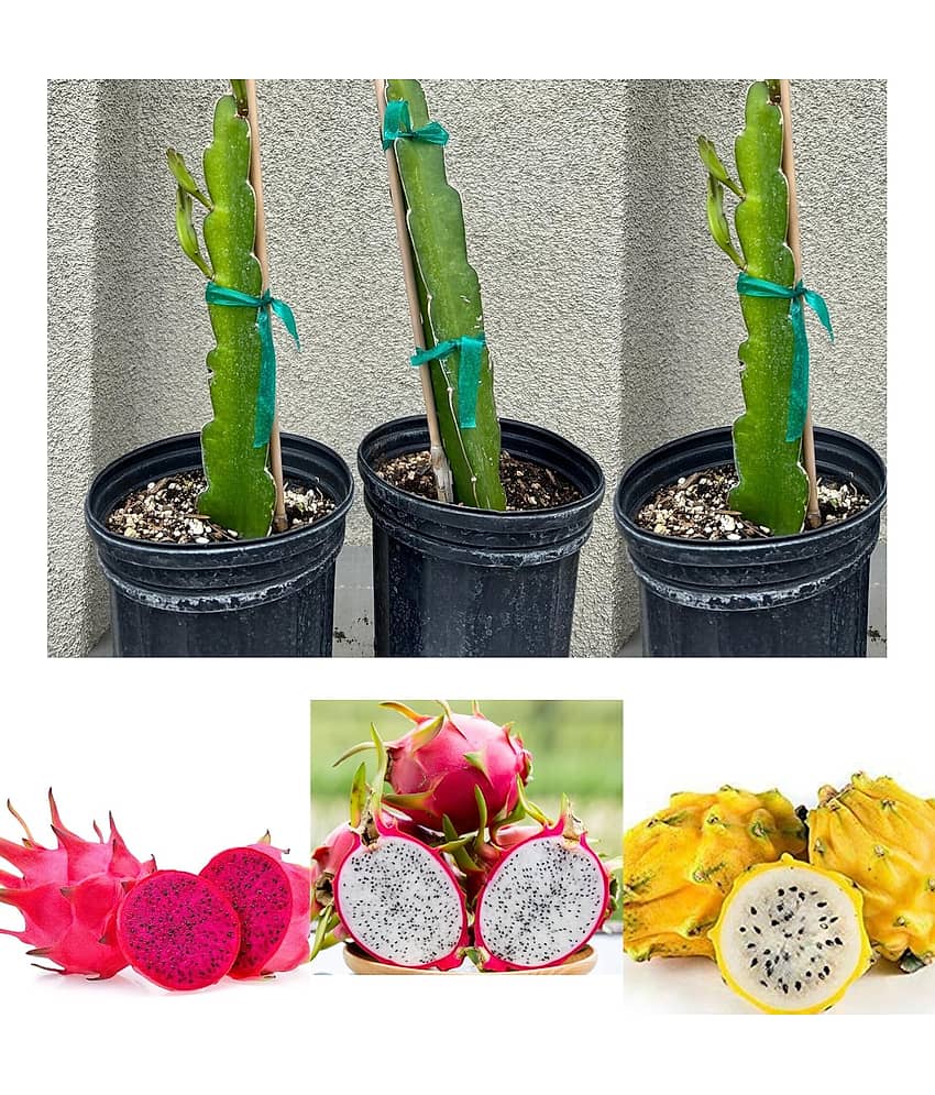 Cloud Farm Outdoor Fruit Plant ( Pack of 3 )