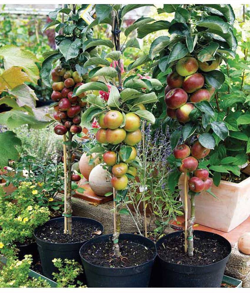 M-Tech Gardens Dwarf Apple Fruit Seed for Growing 10 Seeds/Bag