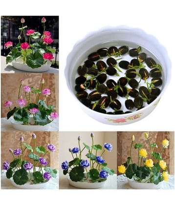 BS SEEDS Lotus Flower Seeds - 20 seed - Pink & White Colors Seeds For Home Garden - 20 Seeds + Instruction Manual