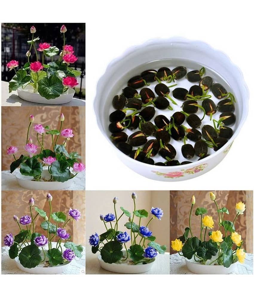 BS SEEDS Lotus Flower Seeds - 20 seed - Pink & White Colors Seeds For Home Garden - 20 Seeds + Instruction Manual