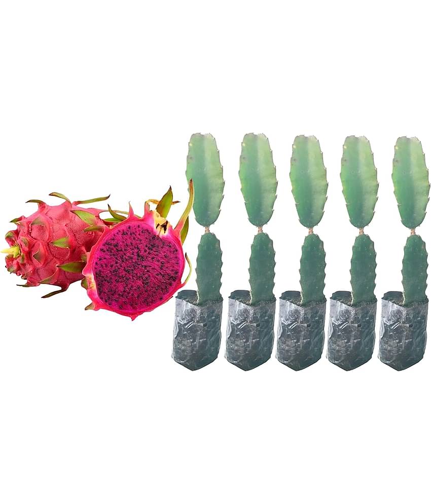 Cloud Farm Outdoor Fruit Plant ( Pack of 5 )