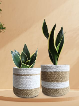 Laurel Hardy Snake Plants Duo