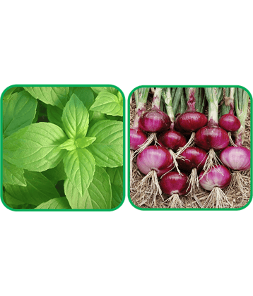 Aero Seeds Red Onion ( 200 Seeds) And Lemon Basil ( 100 Seeds) Vegetable Seeds Pack