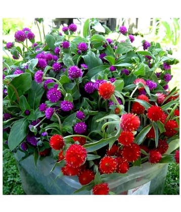 MaliaGarden Gomphrena Mixed Colour Flower Seeds - Dwarf Variety Plant - Pack of 30 seeds