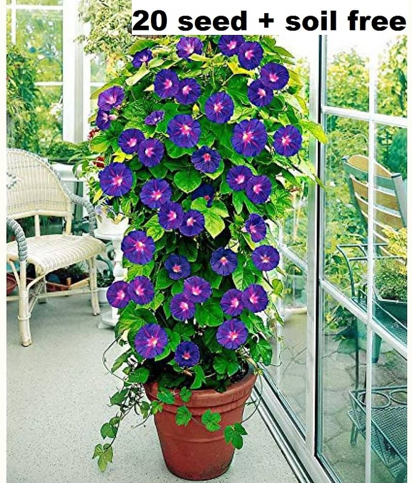 Iphomia F1 mix flower seeds Pack of 20 with growing cocopeat