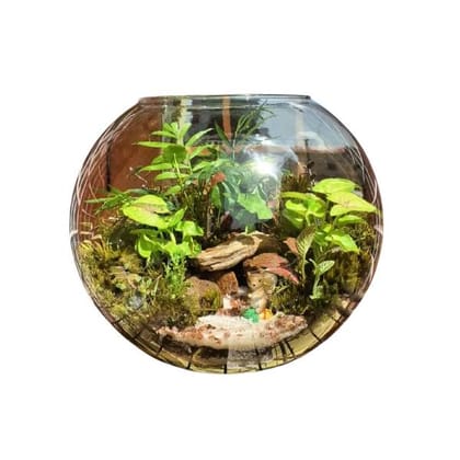 Terrariums and Kokedamas